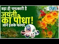 Lagu Benefits of Jayanti Plants | Cure 100 diseases with just one plant! Learn about the miraculous benefits of Jayanti.