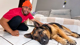 MEU CACHORRO POLICIAL FOI ENVENENADO a um MÊS ATRÁS OLHA COMO ELE ESTÁ HOJE 