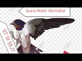 Suara Walet Tarik Inap Harga 50 Juta