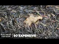 Lagu Why Japanese Eel Is So Expensive | So Expensive