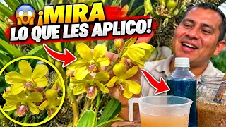 🌸🔥 ¡MIS ORQUÍDEAS ESTÁN LLENAS DE FLORES! 😱 Mira cómo las abono