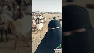 ياغنماتي غنو معيا 