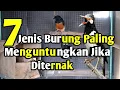 Lagu 7 Jenis Burung Yang Mudah Jika Di Ternak dan Paling Menguntungkan