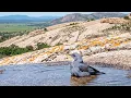(No Ads) Riverside Birdsong Retreat 🌿✨ • Relaxing Piano, Rain & Nature Sounds