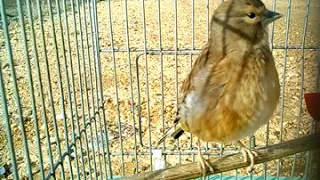 تغريد طائر الحسون التفاحي النينوا نار 