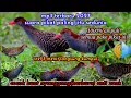 Download Lagu SUARA BURUNG SINTAR|PIKAT AMPUH PALING JITU SEDUNIA