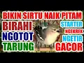 Download Lagu Starter : Terapi Agar Sirtu Cipoh Naik Birahi, Ngetir Gacor Ngotot Tarung Mental Baja