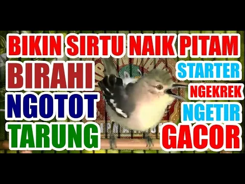 Download MP3 Starter : Terapi Agar Sirtu Cipoh Naik Birahi, Ngetir Gacor Ngotot Tarung Mental Baja
