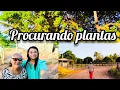 Download Lagu Procurando PLANTAS no mato parte 2