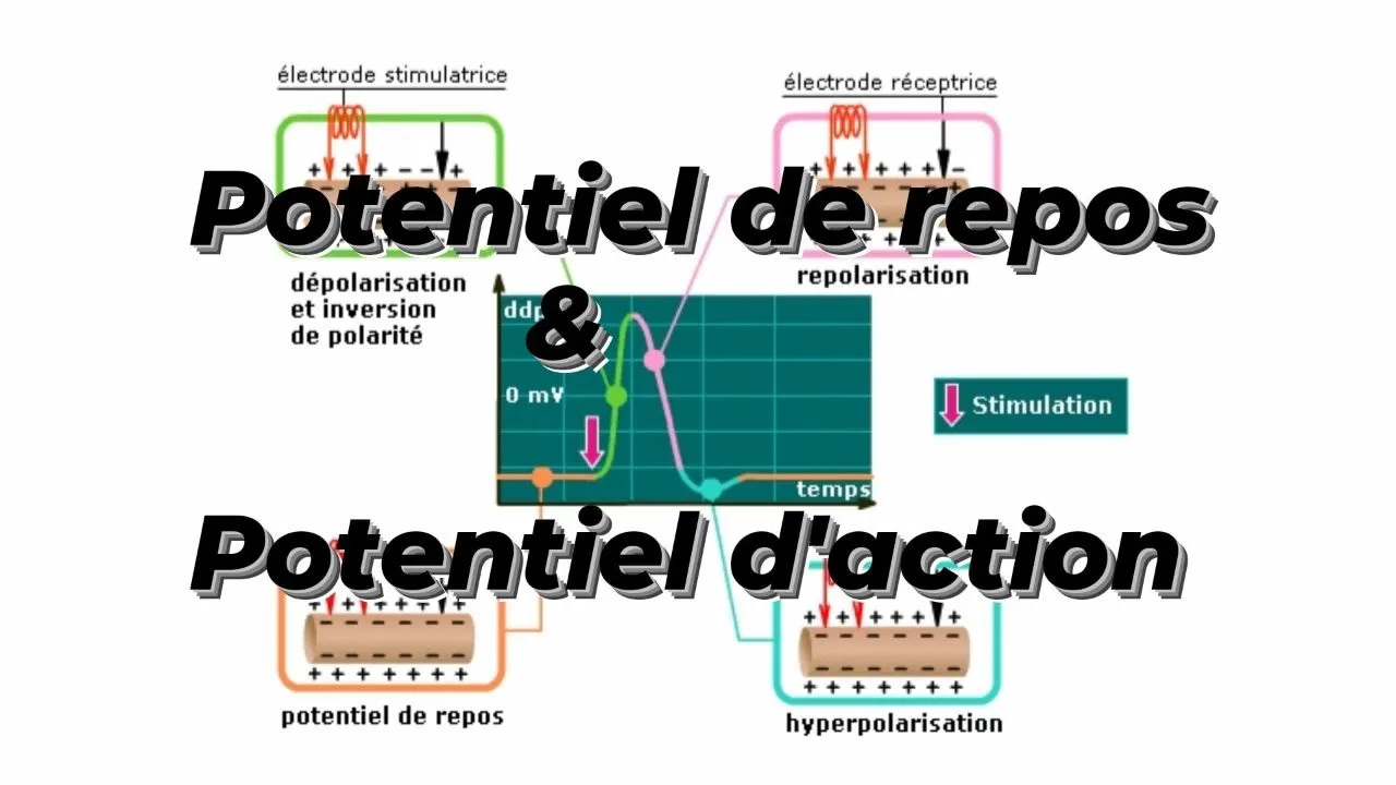 POTENTIEL DE REPOS ET D'ACTION