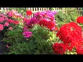 Download Lagu Geraniums overwinteren \u0026 zelf kweken 🌸 | Zo bespaar je geld en geniet je langer van je planten