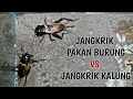 Lagu PERBEDAAN JANGKRIK PAKAN BURUNG DENGAN JANGKRIK KALUNG HASIL OBORAN _ Battlesurvival official.