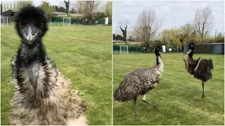 Excitable Emu starts running around her field after being filmed Emu Zoomies