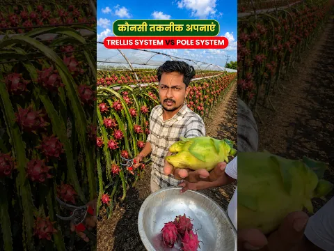 Dragon Fruit Farming | Trellis system Vs Pole system