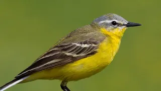 suara burung kicuit kerbau yellow wagtail 
