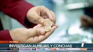 TR Verde: Plásticos en moluscos