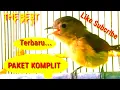 Download Lagu 100 Menit Paket Terbaru FLAMBOYAN GACOR Full Isian Terbaik Spesial Masteran dan Pancingan