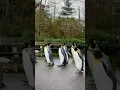 Download Lagu 🐧Leuke pinguïnwandeling in Bazel, Zwitserland | Dierentuin van Bazel