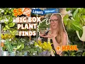 Home Depot Lowes FINALLY got new plants new 5 plant finds at big box stores plant haul