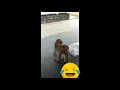 Lagu monkey farts| dog barking | funny video