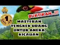 Download Lagu 𝐌𝐀𝐒𝐓𝐄𝐑𝐀𝐍 𝐓𝐄𝐍𝐆𝐊𝐄𝐊 𝐔𝐃𝐀𝐍𝐆 𝐔𝐍𝐓𝐔𝐊 𝐀𝐍𝐄𝐊𝐀 𝐊𝐈𝐂𝐀𝐔𝐀𝐍 𝐀𝐍𝐃𝐀