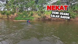 Mancing udang galah Langsung di atas sarang nya