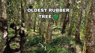 OLDEST RUBBER FARM IN NAGALAND RUBBER TREE Korak Bommer Exploring 