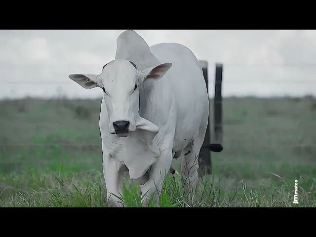 Garrote Nelore GLMP - 1686