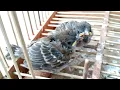 Download Lagu Suara Anak Burung Gereja untuk Mikat dan Masteran