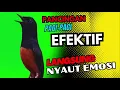 Download Lagu PANCINGAN PAGI-PAGI AGAR MURAI GACOR❗❗ MURAI DIAM PASTI NYAUT EMOSI❗❗❗