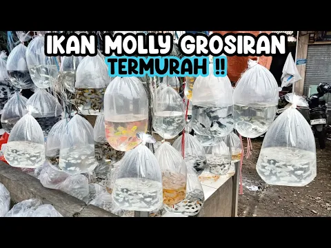 Download MP3 TERMURAH IKAN MOLLY GROSIRAN & ECER ‼️PASAR IKAN HIAS PARUNG ‼️