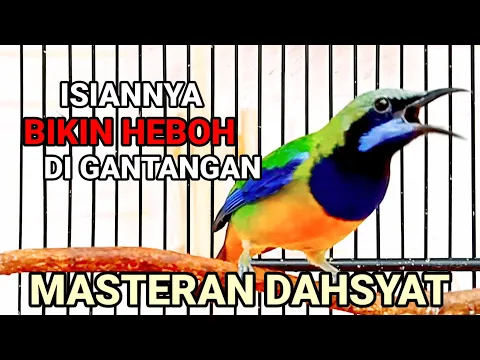 Download MP3 DAHSYAT | Cucak Cungkok Gacor Isian Mewah !!!