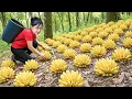 Lagu TIMELAPSE — Harvesting Many Giant Wild Bananas \u0026 Goes to Market Sell – Survival Life