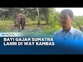 Lagu Kabar Gembira Bayi Gajah dan Anak Harimau Sumatra Lahir di Way Kambas
