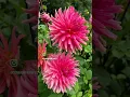 Download Lagu To grow dahlias like these join me in one of my dahlia workshops x