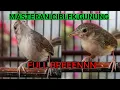 Masteran Ciblek Gunung - Full Breen - PARAH