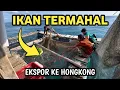 GOKIL! Penangkaran Ikan Mahal Di Tengah Laut Kirimnya Ke Luar Negeri | DEWA GABUT TRIP BAWEAN part 9