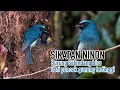 Download Lagu SIKATAN NINON..SI BURUNG SELENDANG BIRU BERSUARA MERDU DARI PUNCAK MAHAMERU