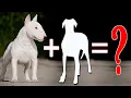 8 Amazing Bull Terrier Mixes That Will Mel Bull Terrier Cross Breeds