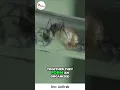 I love this teamwork - tiny ants conquering the impossible