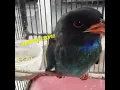 Tengkek buto ngekek terus untuk masteran lovebird