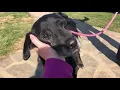 LaMancha Animal Rescue - Meet Lady