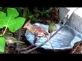 Texas Bird Oasis with Fig Tree
