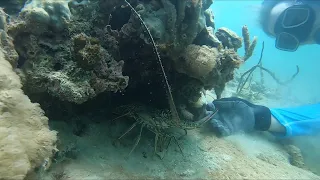 Freediving: Secret Spots with SV Dragonfly