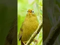 Download Lagu BURUNG HWAMEI / WAMBI GACOR DI HUTAN #hwamei #wambigacor #birds #shorts #short #shortvideo