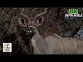 Download Lagu Exciting Hunt for Stunning Kudu in South Africa