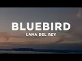 Download Lagu Lana Del Rey - Bluebird (Lyrics)