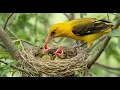 Download Lagu Watch These Hungry baby bird Eat!