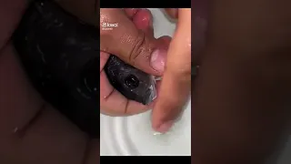 السمكه وهي بتولد ولاده سبحان الله Amrkhaled اللهم صل على محمد وال محمد Amoor 