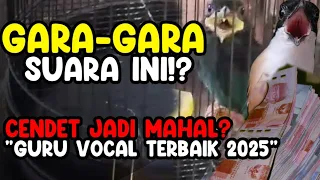 masteran terbaik untuk cendet yang ingin laku mahal dan menyer4mkan 